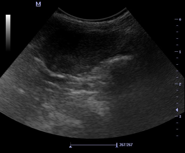 Cystitis and urinary “sand” are common in guinea pigs, and are more a consequence of reduced drinking and urination (especially if afraid) and less reflective of dietary calcium levels.