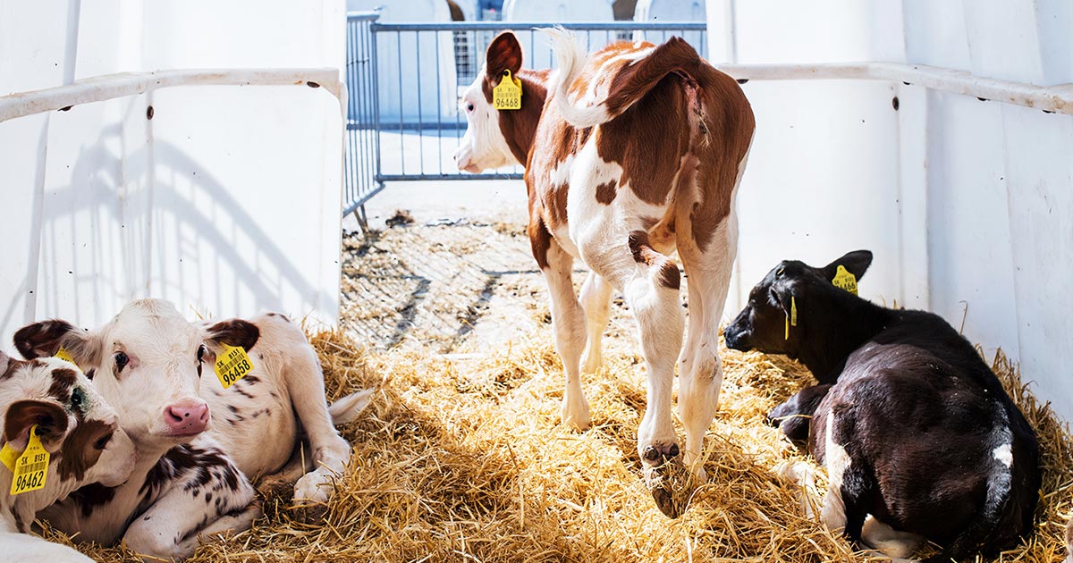 The six weeks before calving, and six hours after are vitally important to successful calf rearing. Image © Halfpoint / Adobe Stock