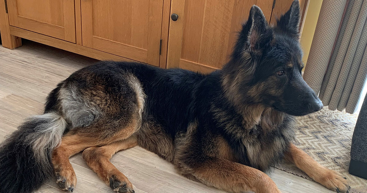 Dexter back on the pace after emergency op | Vet Times Dexter back on the pace after emergency op | Vet Times