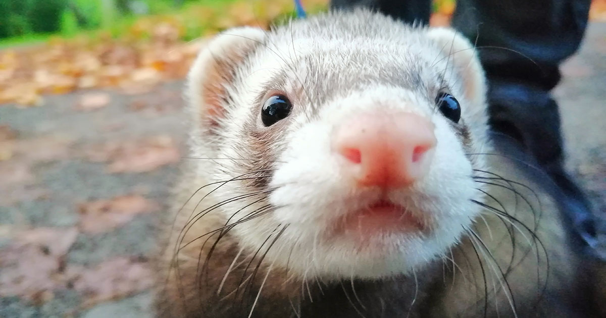 Ferret welfare society sales