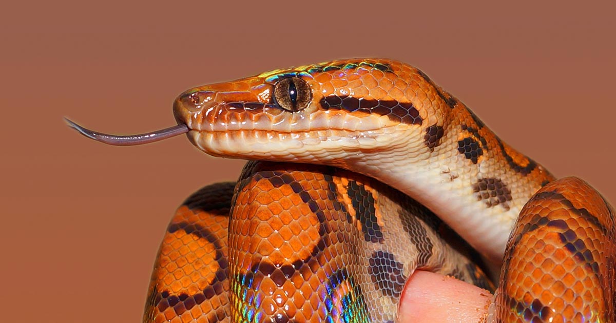 Rainbow boa. Image © sipa / Pixabay