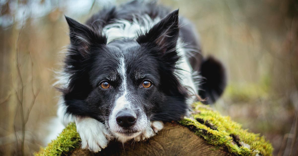 Border collie. Image © Dvorakova Veronika / Adobe Stock