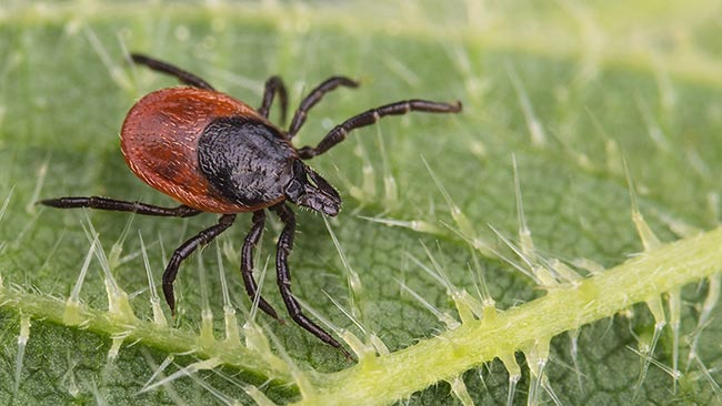 Ixodes ricinus. Image © KPixMining / Adobe Stock