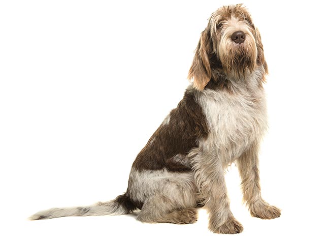 The Italian spinone is one of several breeds known to suffer from a severe form of epilepsy. Image © Elles Rijsdijk / Adobe Stock