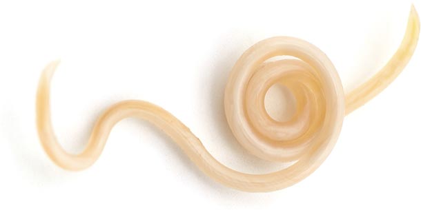 A roundworm. Image © voren1 / Adobe Stock