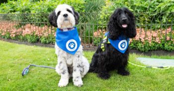 The simultaneous dog walk raised £37,000 for European animal charities.