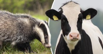Badger and cow