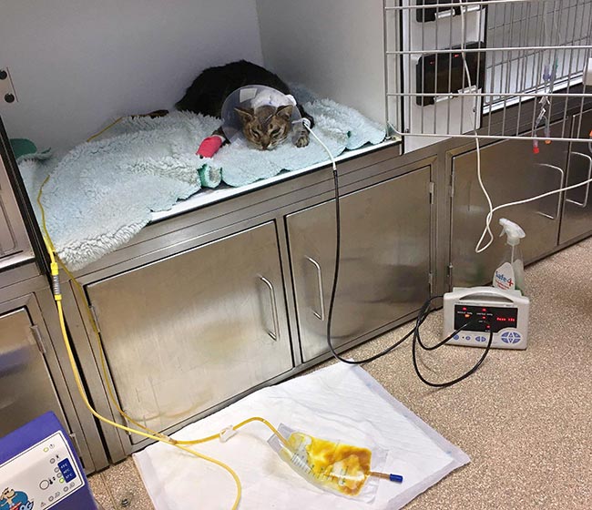 Figure 2. A hospitalised patient with indwelling urinary catheter and closed system urinary collection bag. Oscillometric blood pressure measurement is assessed while settled in the kennel. Image © Claire Roberts