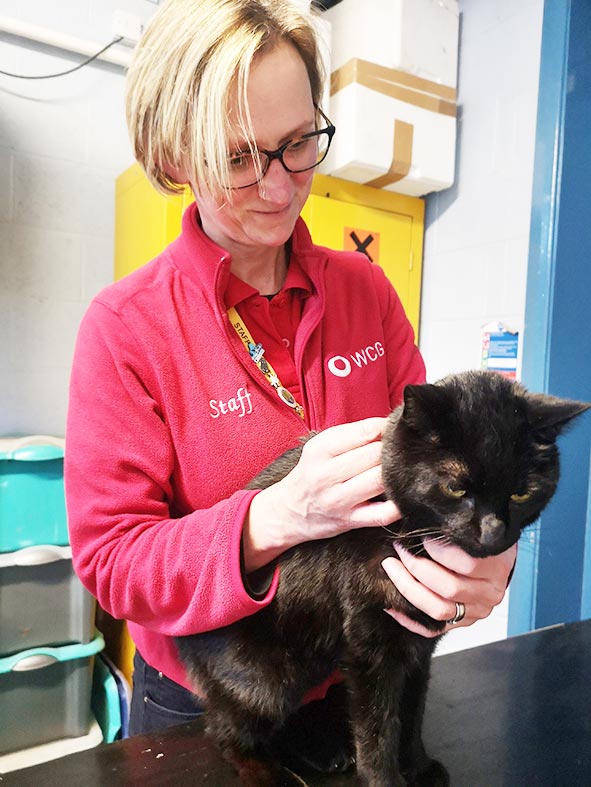 A combination flea and wormer treatment being applied to a cat.