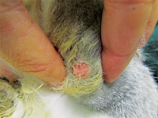 Figure 3. A small, circumscribed, circular area on the plantar aspect of the metatarsal bone, deprived of hair, with minimal epidermal hyperaemia, but with no evidence of infection or bleeding (grade one of the pet rabbit pododermatitis scoring system).