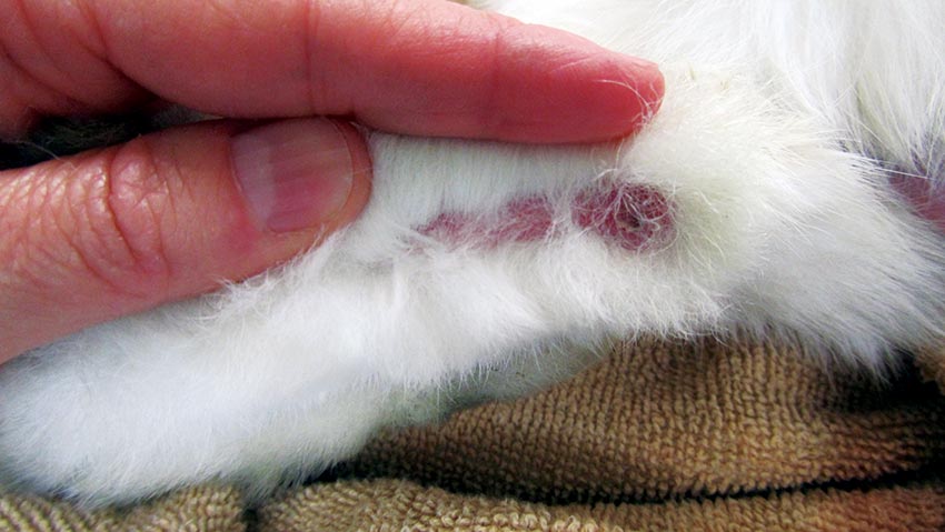 Figure 4. The picture shows a lesion, extending linearly along the plantar aspect of the metatarsal area, with evident alopecia, erythema and scaling of surrounding tissues (grade two of the pet rabbit pododermatitis scoring system).
