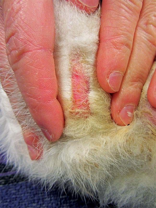 Figure 5. An extensive lesion, extending linearly along the plantar aspect of the cranial metatarsal area, focally ulcerated and with keratinisation abnormalities. Infection of subcutaneous tissue is also present (grade three of the pet rabbit pododermatitis scoring system).