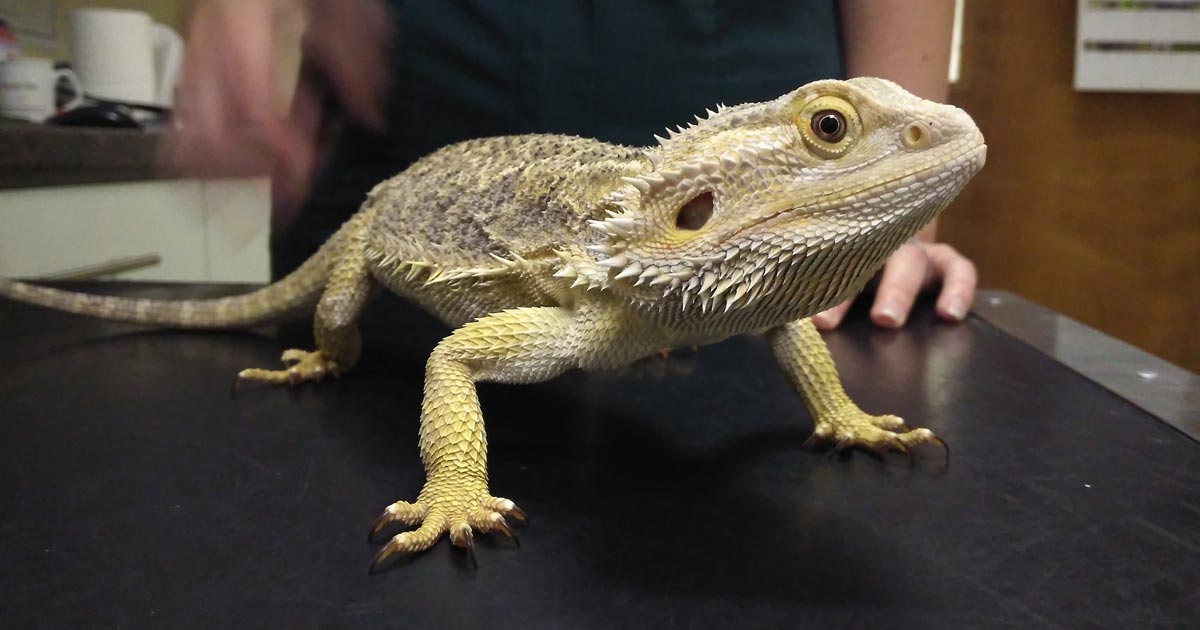 The bearded dragon.