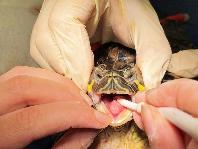 Intubating a tortoise.