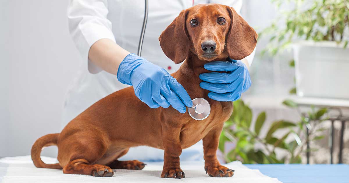 Image: © Dmytro Titov / Adobe Stock dog vet stethoscope