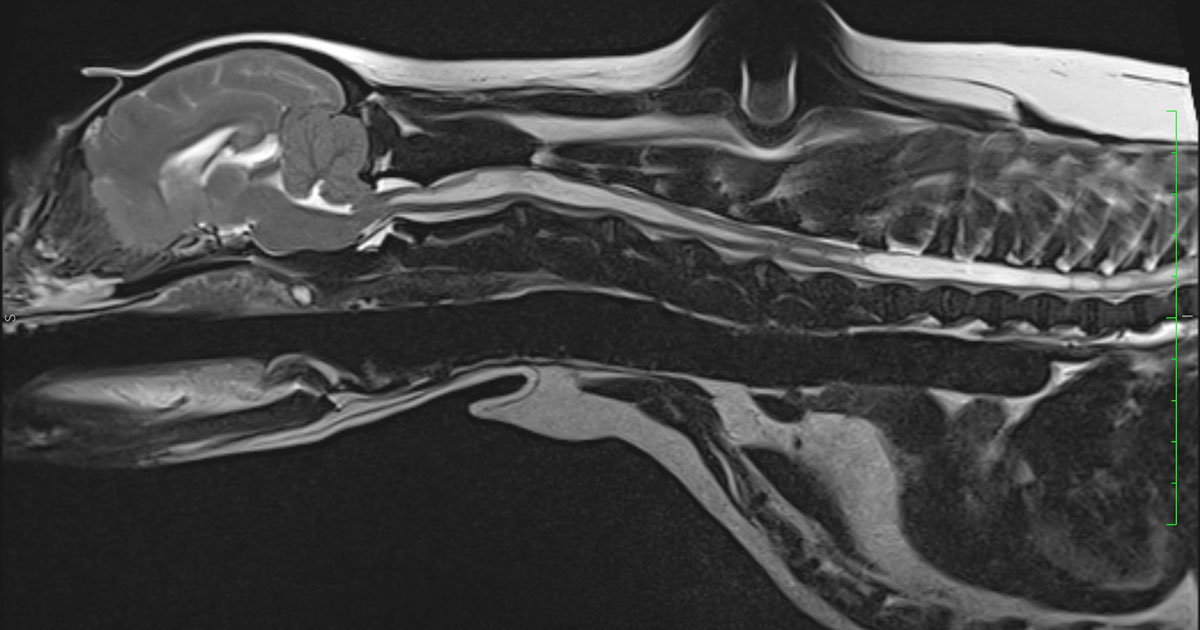 Figure 1. T2-weighted sagittal MRI scan of the six-year-old cavalier King Charles spaniel.
