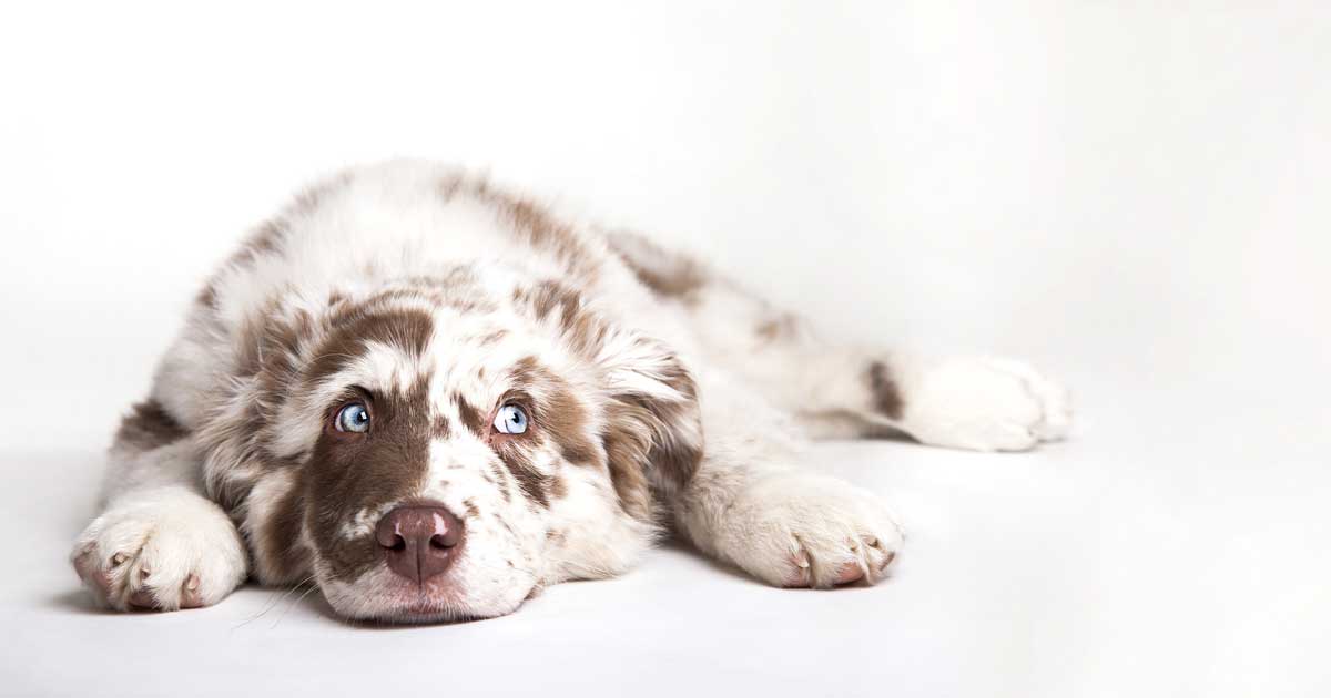 dog lying down Image: © themost / Adobe Stock