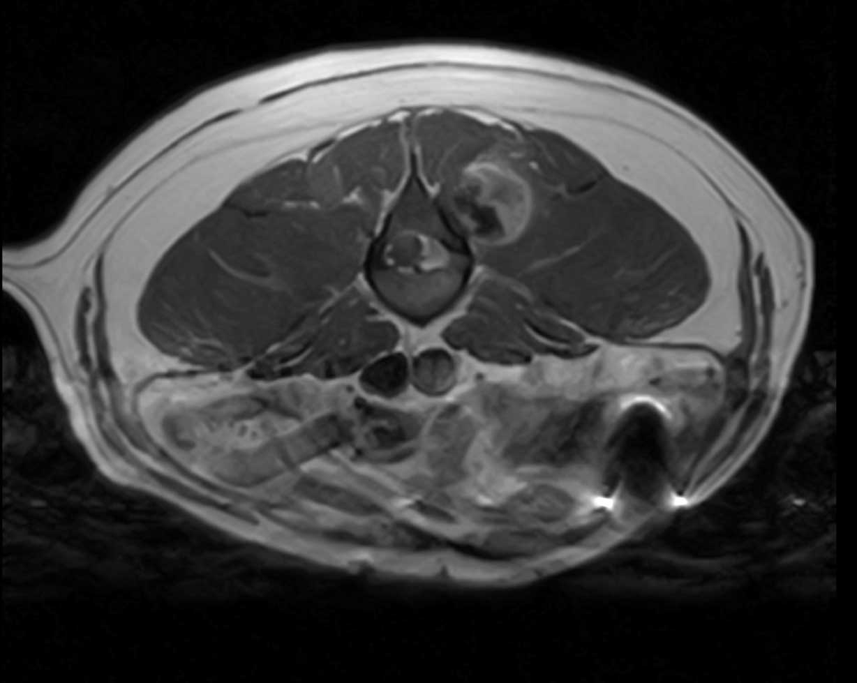 MRI images from a 10-year-old male, neutered Labrador retriever.