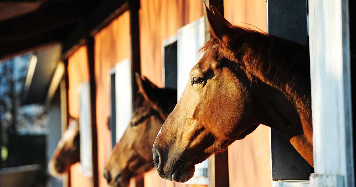horse stable Image: © stokkete / Adobe Stock