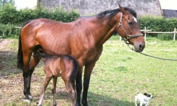 Figure 3. Graham Duncanson wishes readers every success with foaling mares.
