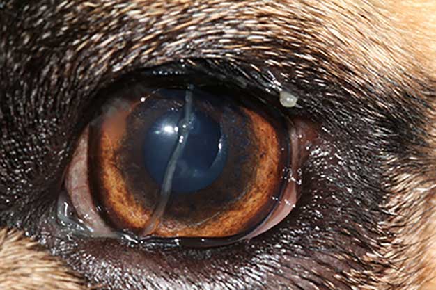 Kcs eye drops for dogs shop