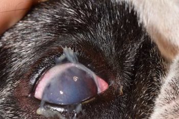 Figure 2. A six‐year‐old female spayed pug with chronic KCS. Note extensive mucopurulent discharge, moderate conjunctival hyperaemia and corneal neovascularisation in the right eye.