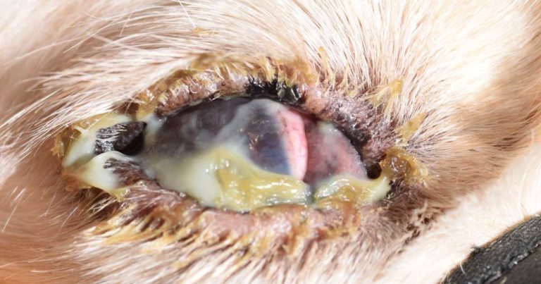 Canine dry on sale eye drops