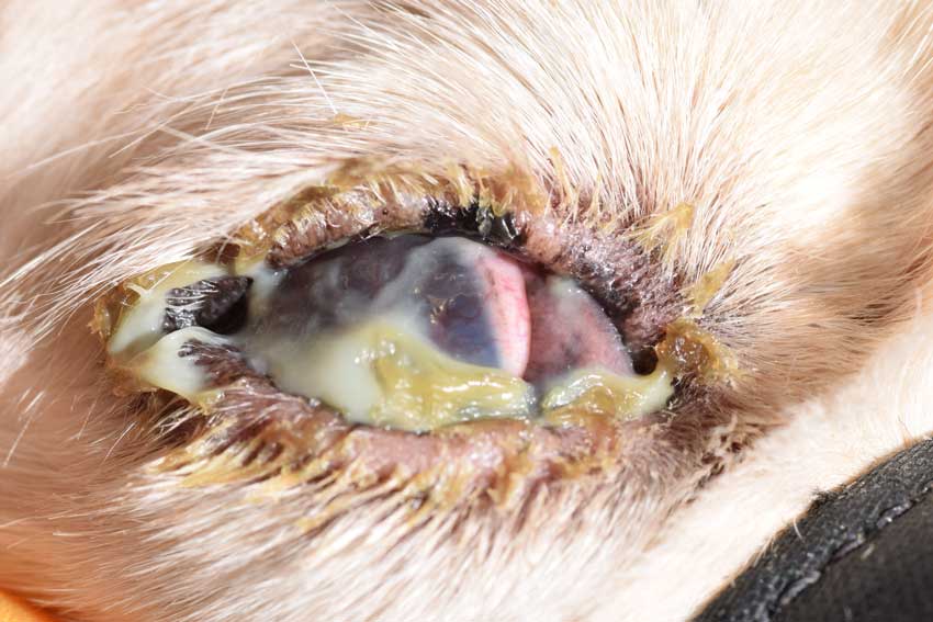 Kcs eye drops for dogs outlet