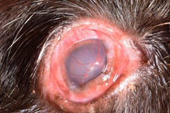 Figure 4. A five‐year‐old male, entire cocker spaniel with chronic KCS. Note the marked conjunctival hyperaemia, lacklustre appearance to the corneal surface and superficial corneal neovascularisation of the right eye.