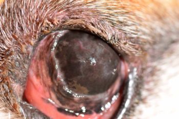 Figure 5. Left eye of an eight‐year‐old female spayed bulldog with chronic KCS. The extensive pigmentary keratitis precludes the view of the pupil.