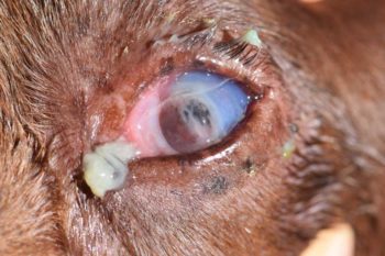 Figure 6. Left eye of a 12-year-old male neutered spaniel with chronic KCS and a secondary corneal perforation with iris prolapse.