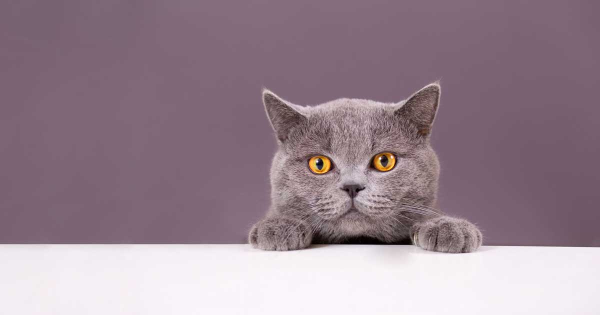cat grey paws on Image: © ViRusian / Adobe Stock