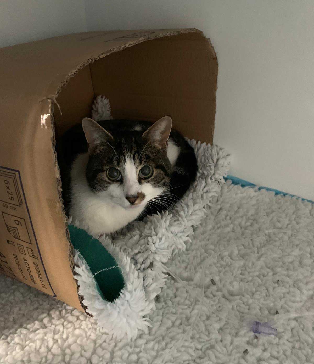 Figure 2. A simple cardboard box in a cage in the clinic offers somewhere to hide; therefore, reducing stress and optimising recovery.