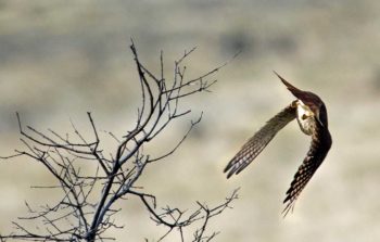 Figure 2. A kestrel flies from a perch. This is one of a number of hunting strategies used by kestrels all over the world. 