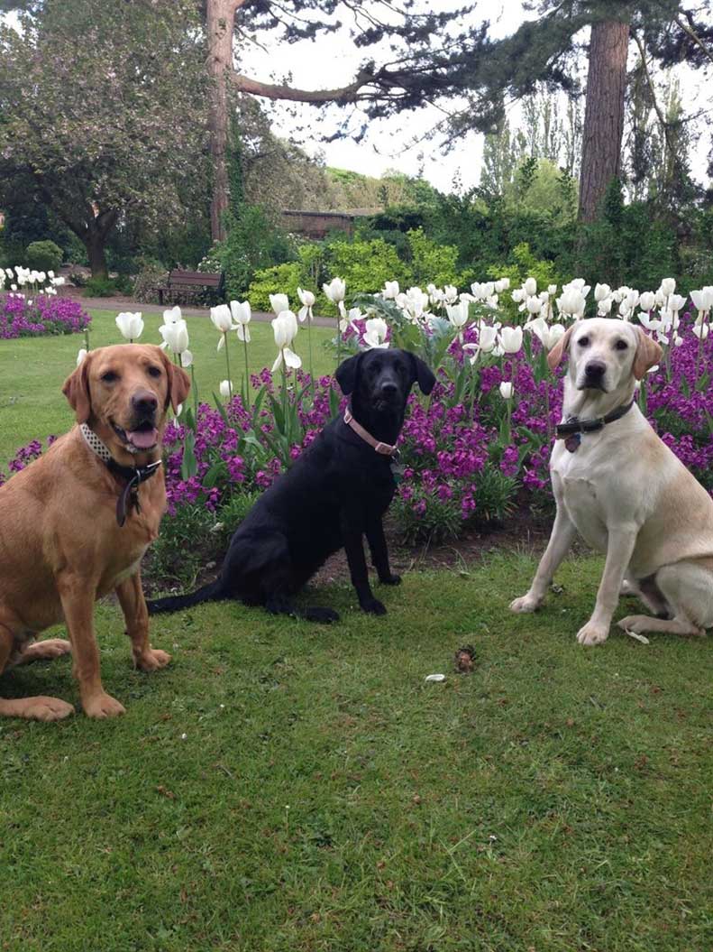 Labrador retrievers of any colour can be affected with exercise-induced collapse.