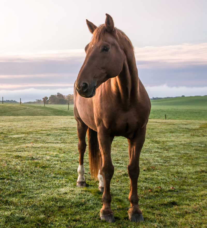 Horse in field Image: © rabbitti / Adobe Stock