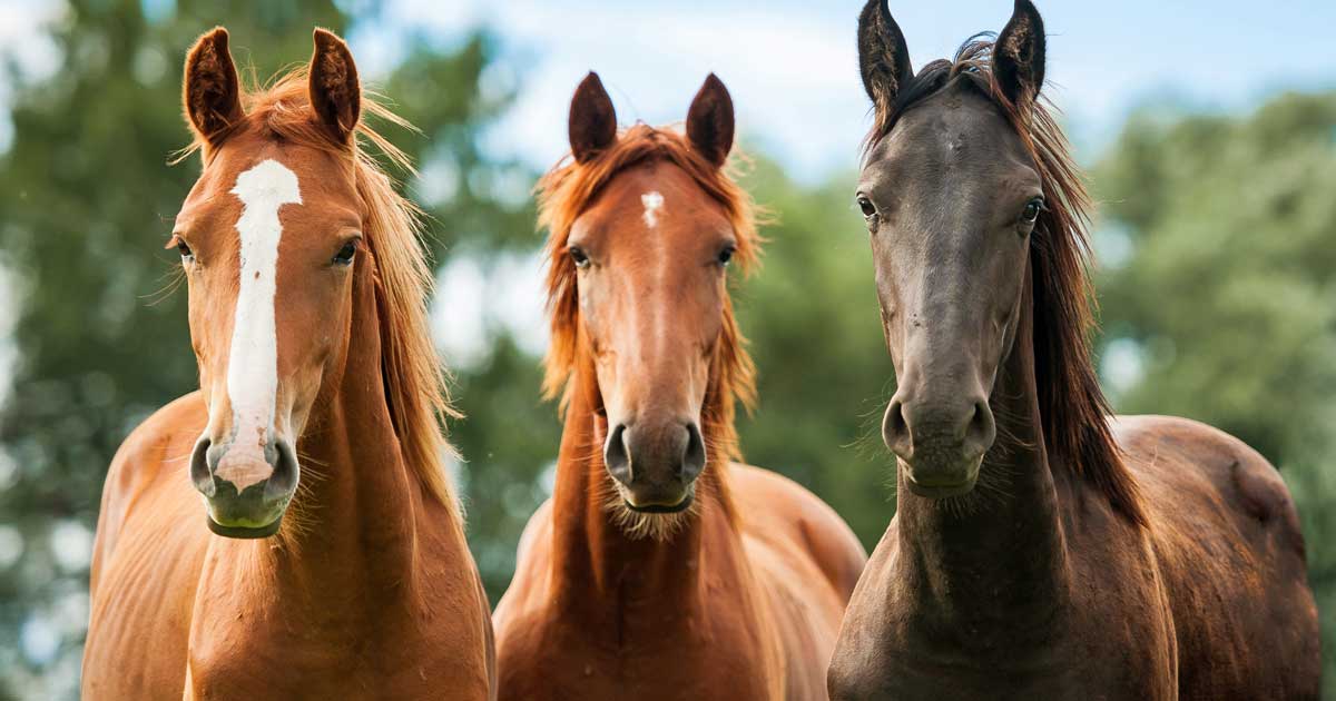 horses in field Image: © Rita Kochmarjova / Adobe Stock