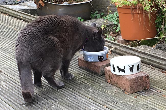 Figure 1. Transitioning patients to a therapeutic renal diet is a cornerstone of management of CKD, but often takes time and much effort from carers. Raising food bowls can make eating more comfortable for cats with concurrent OA.