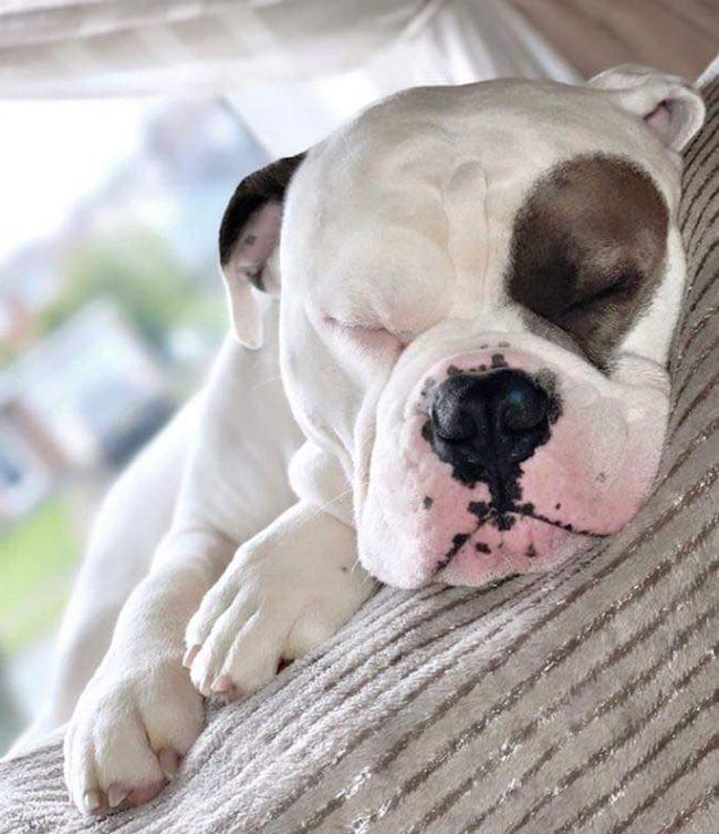 Figure 1. Byrti the Dorset olde tyme bulldogge.