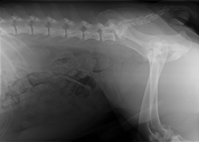 Figure 3. Plain abdominal radiograph of Byrti.