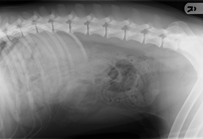 Figure 7. Plain abdominal radiograph of Vince.