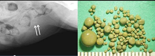 Figure 8. Urate uroliths (courtesy of University of Minnesota, Twin Cities).