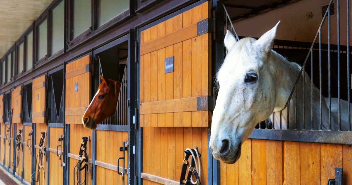 Strict management of the environment and feeding protocols is vital for stabled horses. Image: TETIANA / Adobe Stock