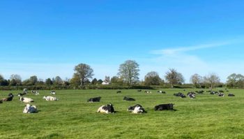 Figure 2. An apparently healthy-looking herd might easily mask several lurking infectious pathogens – for instance, bovine viral diarrhoea virus – reducing fertility and producing persistently infected animals that later contribute to calf pneumonia; bovine herpesvirus-1, causing pyrexia and production losses; or Mycobacterium avium subspecies paratuberculosis, causing immune suppression and a higher mastitis prevalence.