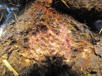 Figure 1b. M2 lesions