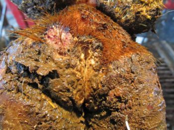 Figure 1c. Chronic M4.1 lesions.