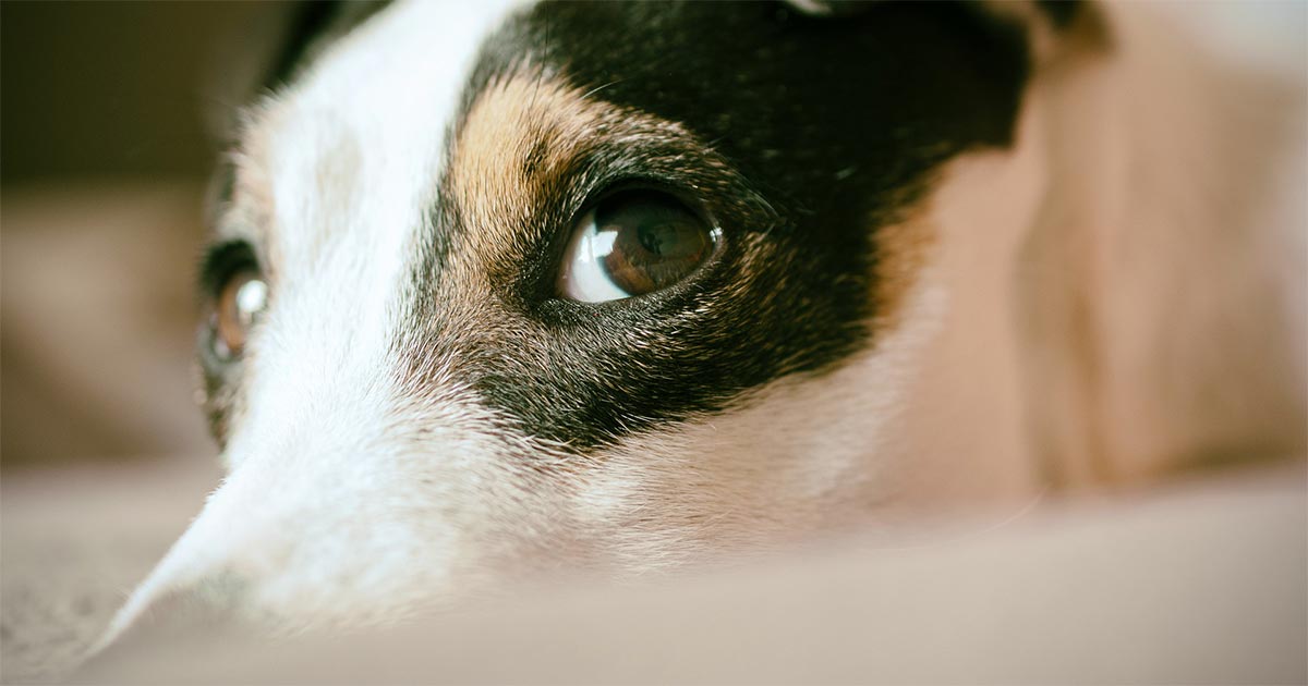 Jack Russell terrier. Image © Annabel_P / Pixabay