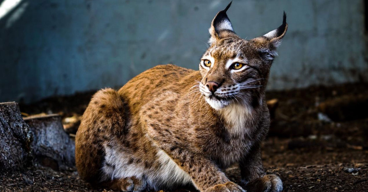 Bringing back native predators could tackle invasive species – study | Vet Times Bringing back native predators could tackle invasive species – study | Vet Times