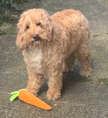 Lola went blind due to diabetic cataracts and was without sight for 16 months before treatment.