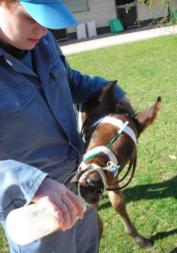 The Open College of Equine Studies offers equine veterinary nurse training to UK and international students.
